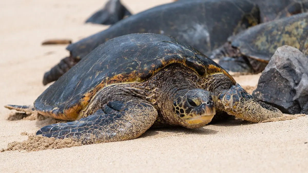 Eine Grüne Meeresschildkröte am Strand von Hoʻokipa