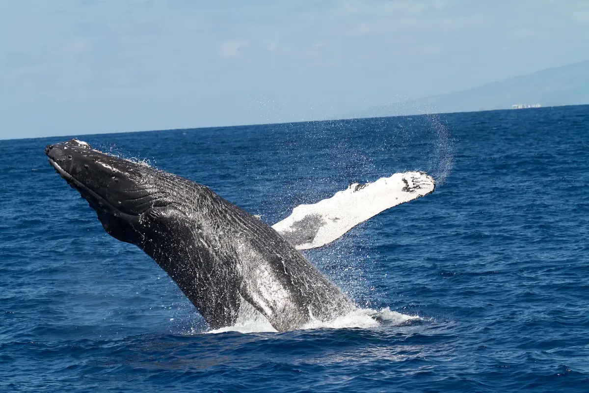 Ein springender Buckelwal vor Maui